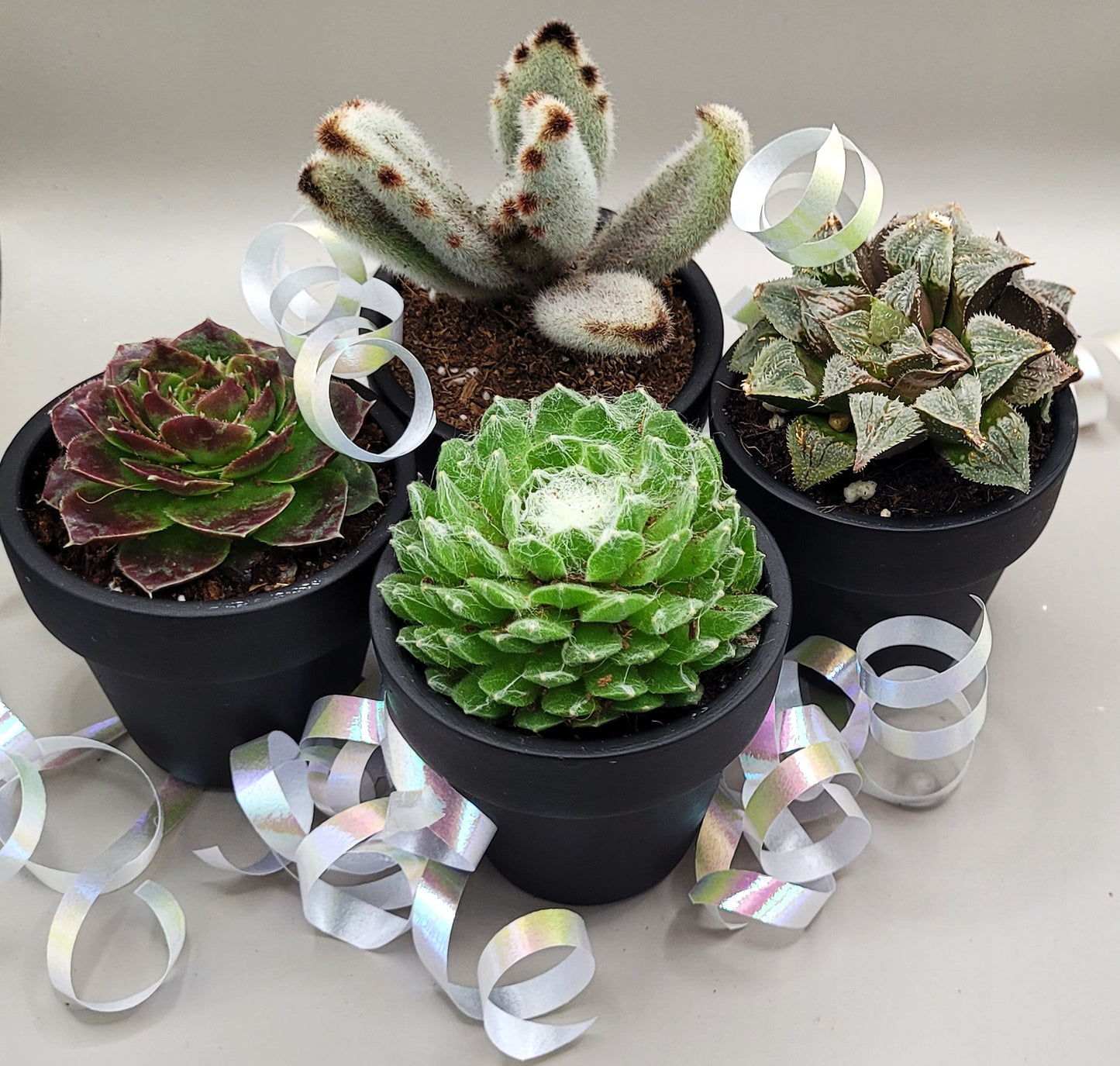 Surprise Succulant Plant