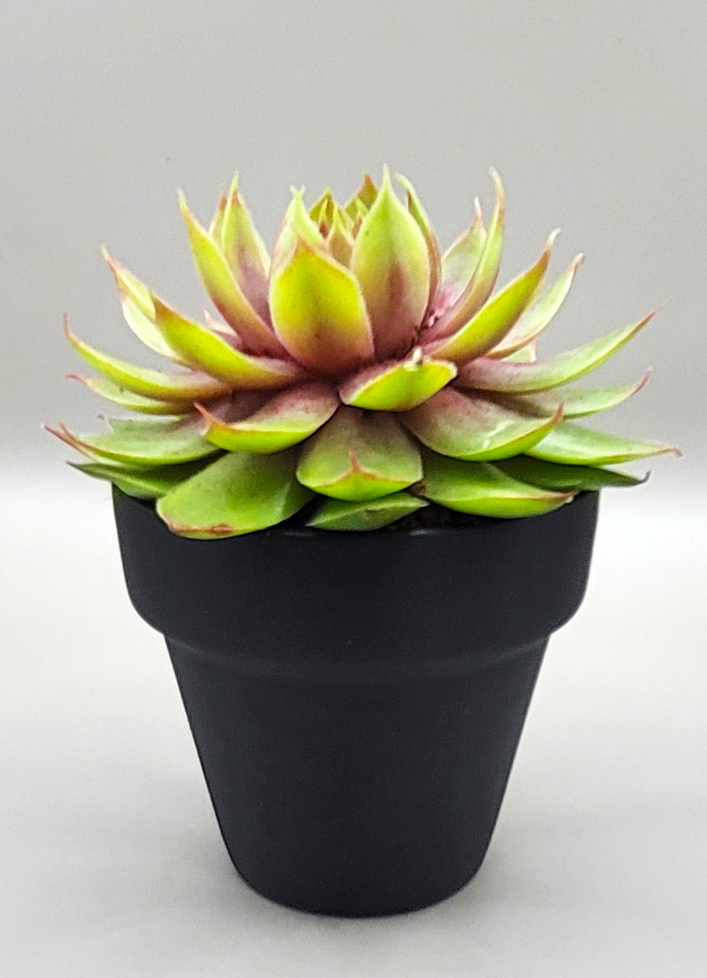 Surprise Succulant Plant