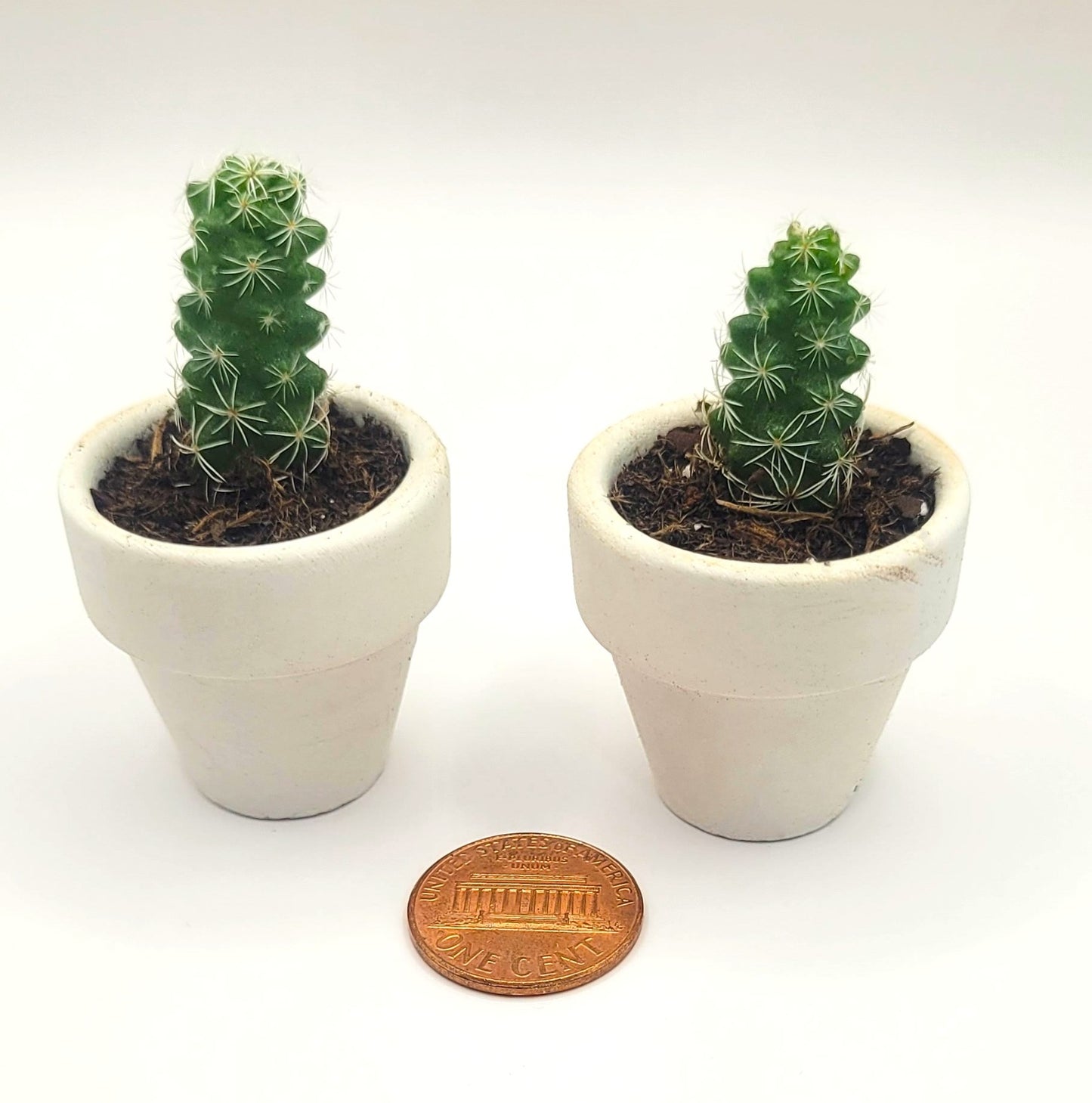 Small cacti Duo