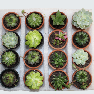 Surprise Succulant Plant