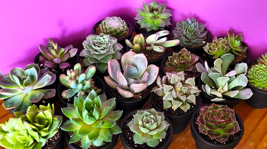 Surprise Succulant Plant