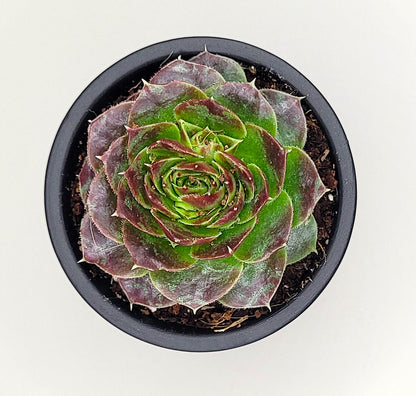 Surprise Succulant Plant
