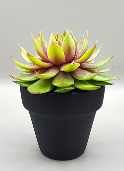 Surprise Succulant Plant