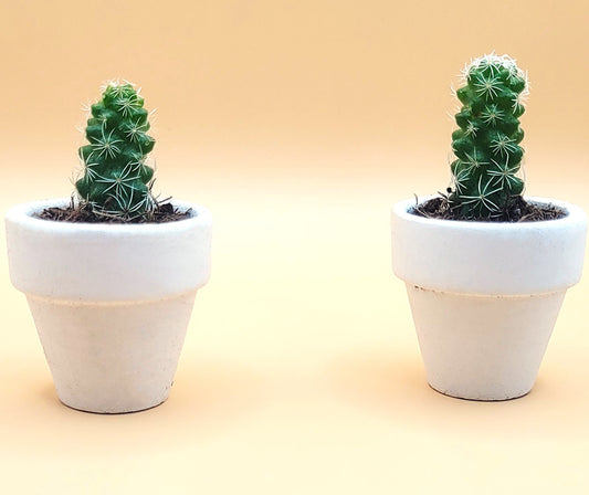 Mini Cactus Duo