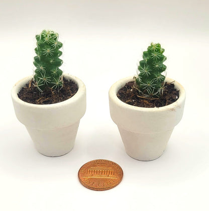 Small cacti Duo