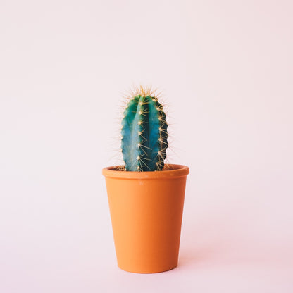 Image Stock