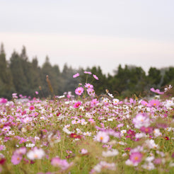 Image Library